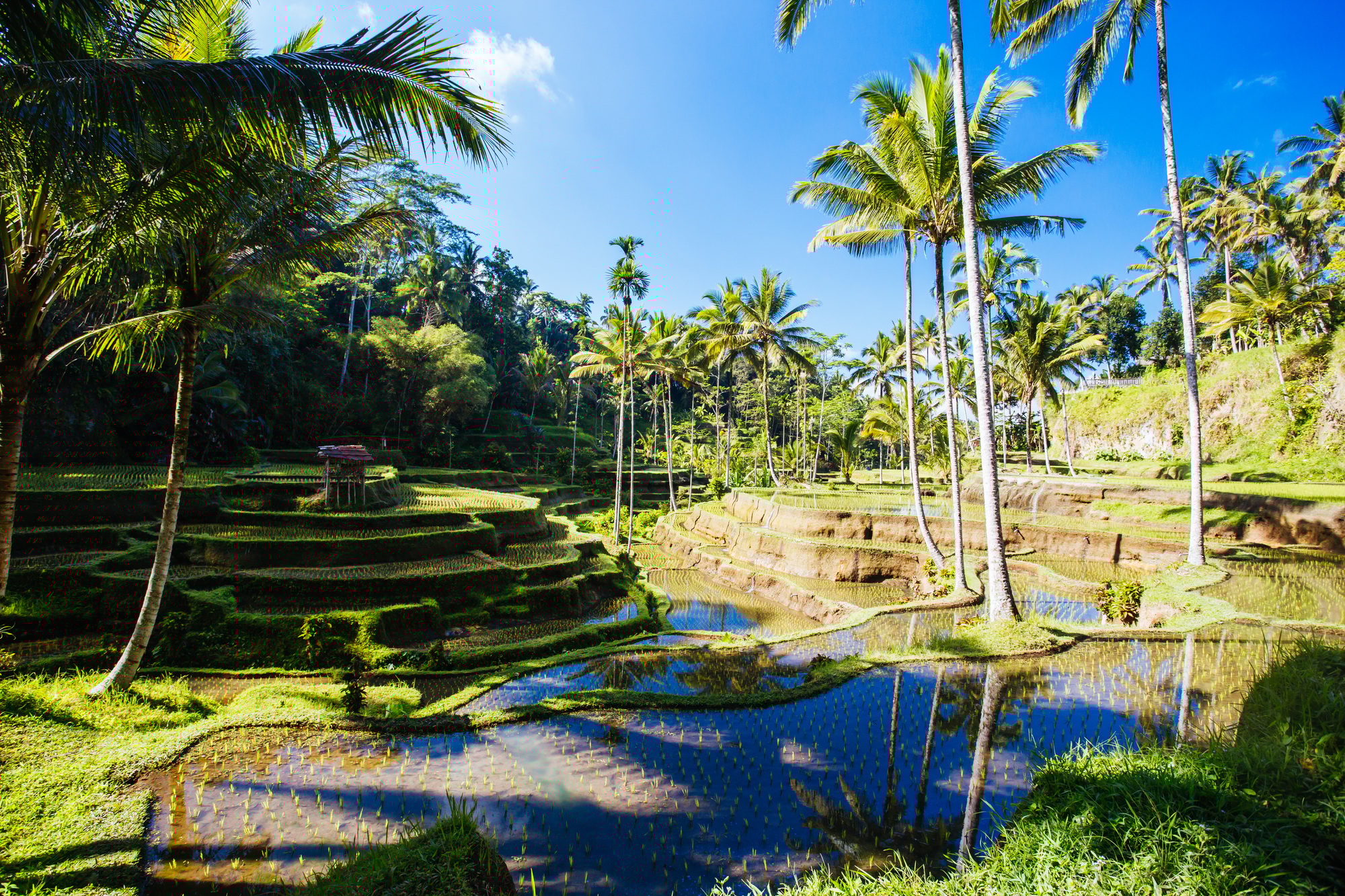 Rice Fields Near Ubud Bali Indonesia